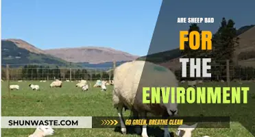 Sheep's Environmental Impact: Sustainable Practices vs. Ecological Concerns Explored