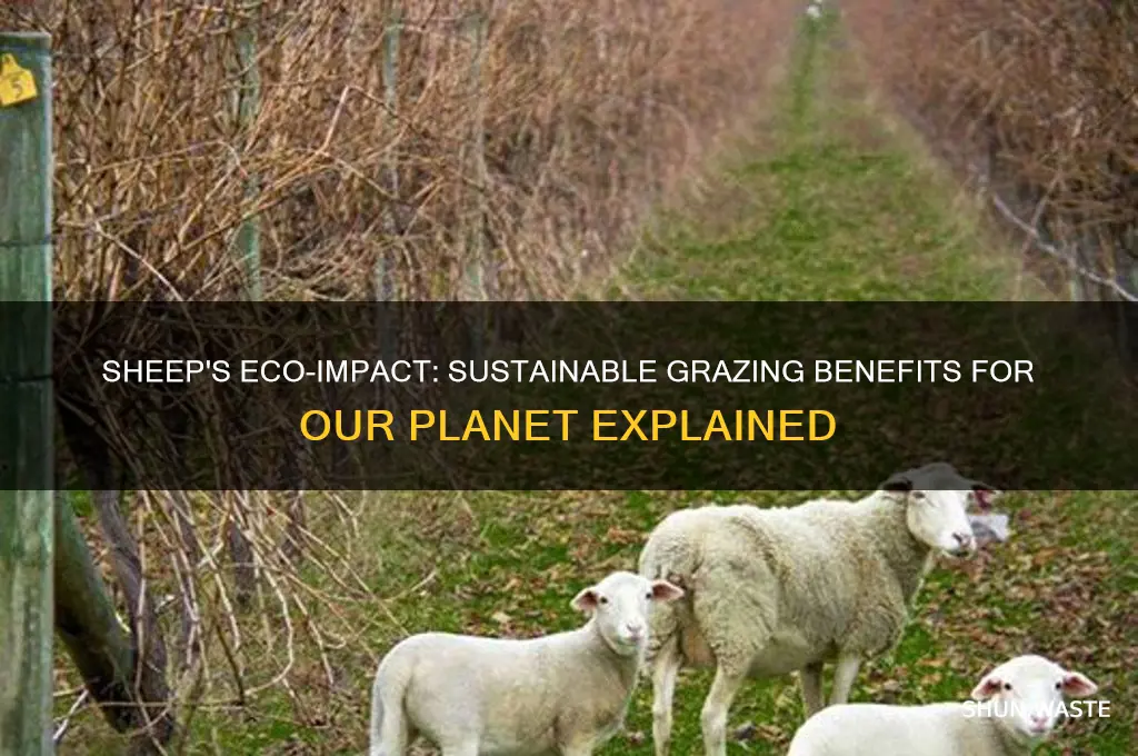 are sheep good for the environment