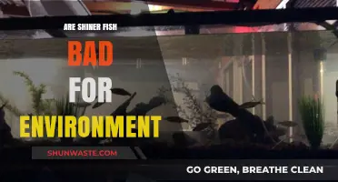 Are Shiner Fish Harmful to Ecosystems? Environmental Impact Explained