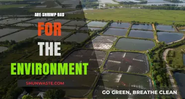 Shrimp Farming's Environmental Impact: Sustainable or Harmful Practice?