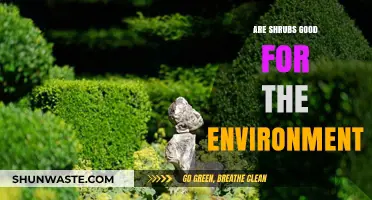 Shrubs: Environmental Benefits and Their Role in Sustainable Ecosystems