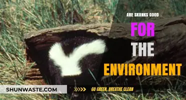 Skunks' Surprising Role in Ecosystems: Are They Eco-Friendly Allies?
