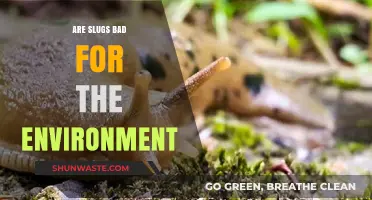 Are Slugs Eco-Friendly? Unveiling Their Environmental Impact and Role
