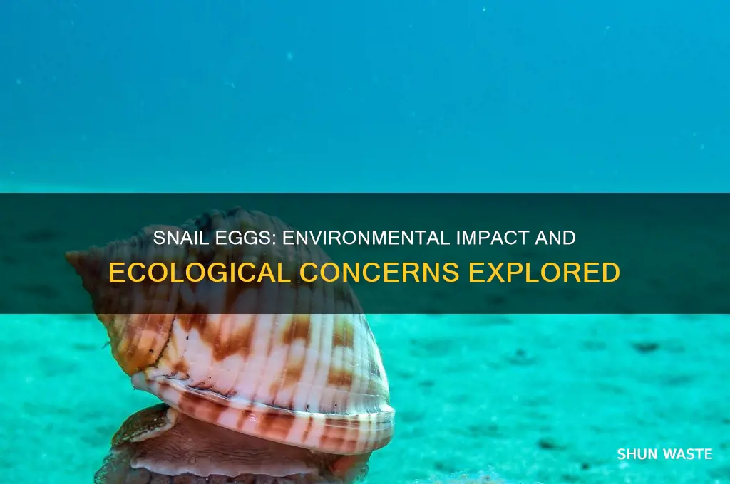are snail eggs bad for the environment