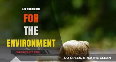 Snails and Ecosystems: Environmental Impact and Conservation Concerns Explored