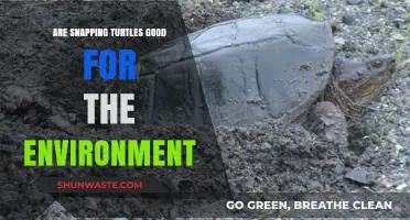 Snapping Turtles: Environmental Allies or Misunderstood Ecosystem Contributors?