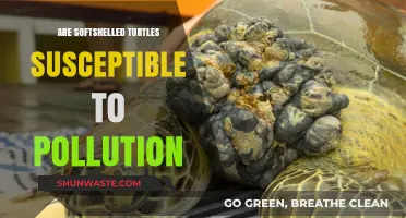 Softshell Turtles: Pollution's Impact and Vulnerability