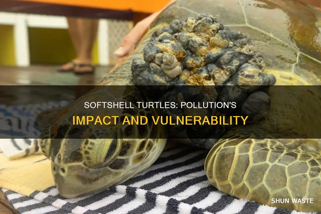 are softshelled turtles susceptible to pollution