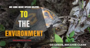 Invasive Species: Environmental Foes or Unexpected Ecological Allies?