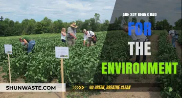 Soy Beans and the Environment: Uncovering Their Ecological Impact