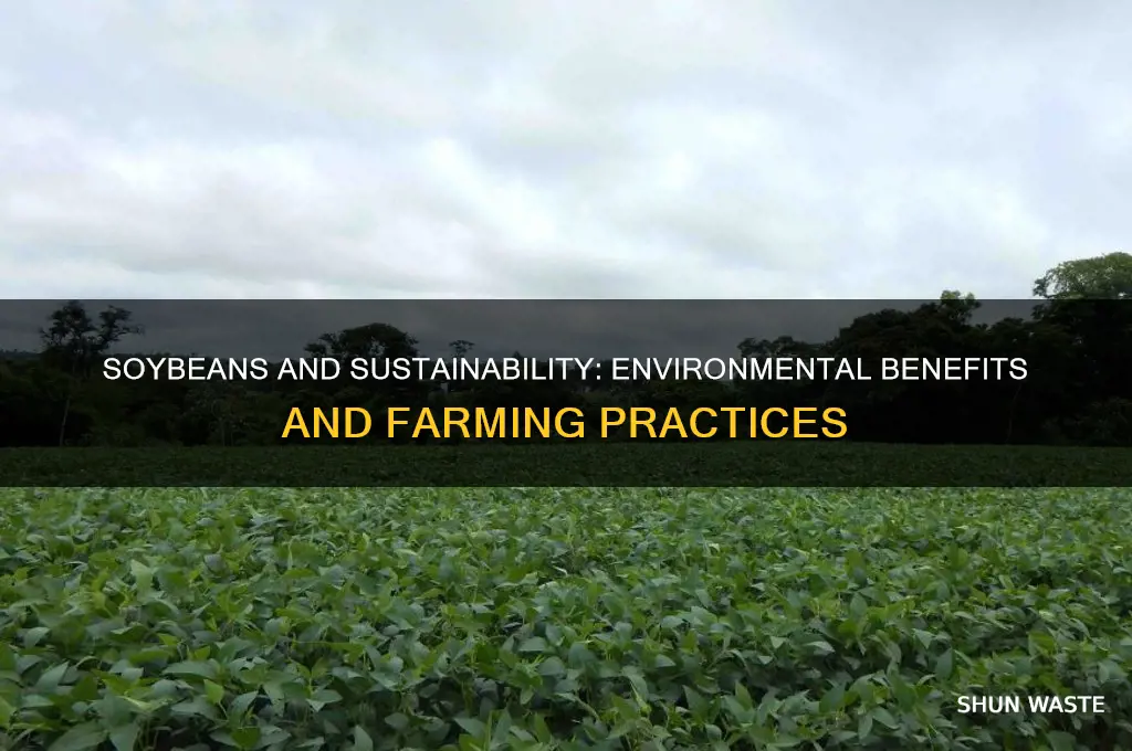are soybeans good for the environment