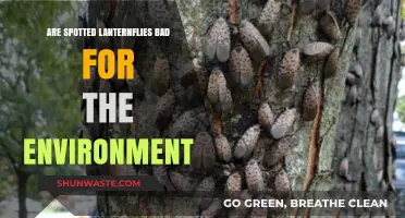 Spotted Lanternflies: Environmental Threat or Harmless Invader?