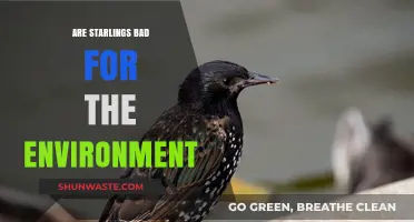 Starlings' Environmental Impact: Harmful Invaders or Misunderstood Species?
