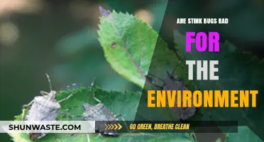 Stink Bugs: Environmental Impact and Their Role in Ecosystems