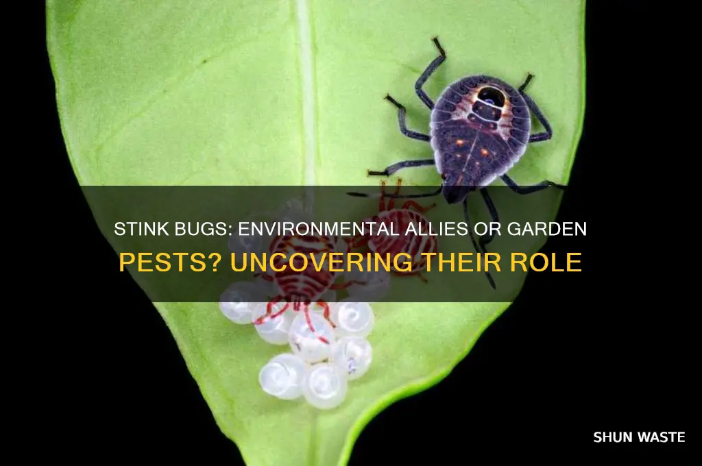 are stink bugs good for the environment