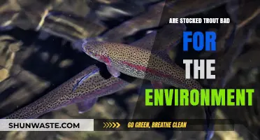 Stocked Trout: Environmental Impact and Ecosystem Concerns Explored