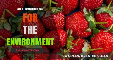 Strawberries' Environmental Impact: Sustainable Practices vs. Ecological Concerns