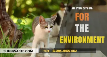 Stray Cats and the Environment: Harmful Impact or Misunderstood?