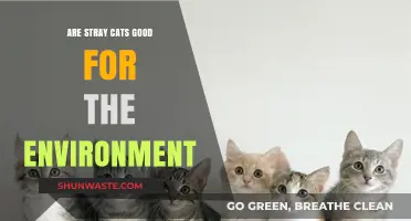 Stray Cats: Environmental Allies or Ecological Challenges?