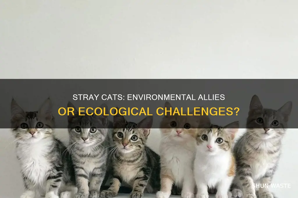 are stray cats good for the environment