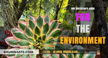 Succulents and Sustainability: Eco-Friendly Benefits for a Greener Planet