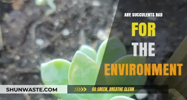 Are Succulents Eco-Friendly? Uncovering Their Environmental Impact and Sustainability