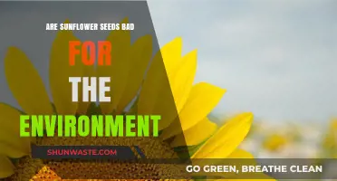 Sunflower Seeds: Environmental Impact and Sustainable Consumption Explored