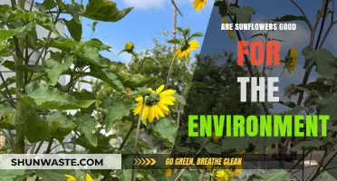 Sunflowers: Eco-Friendly Benefits and Environmental Impact Explained