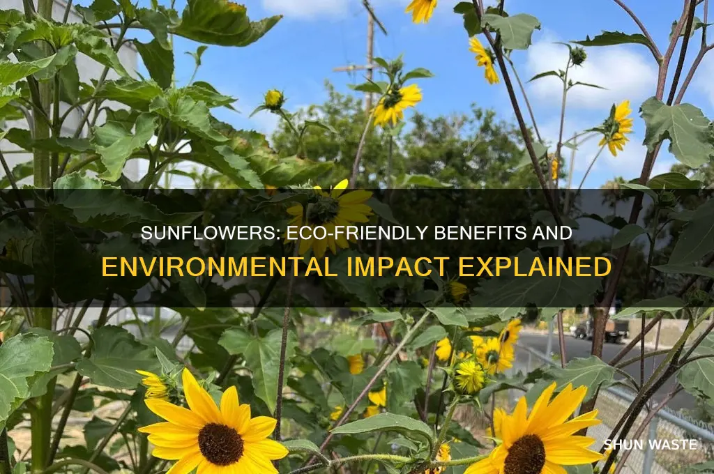 are sunflowers good for the environment