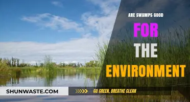 Swamps: Unsung Heroes of Ecosystems and Climate Regulation