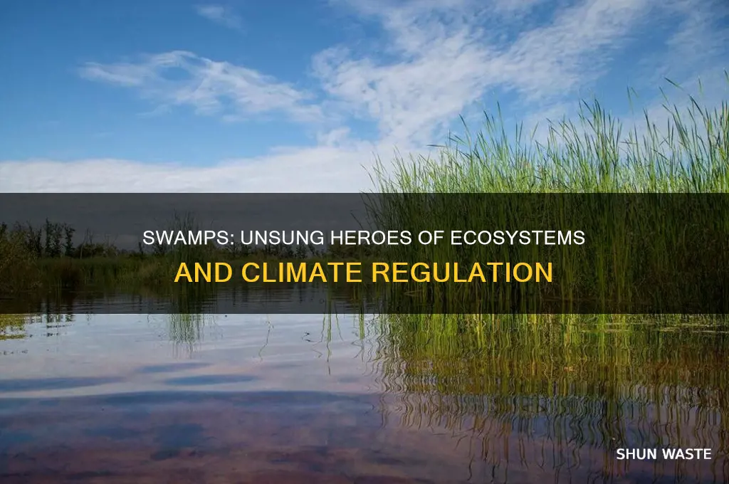 are swamps good for the environment