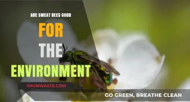 Sweat Bees: Environmental Allies or Just Annoying Buzzers?