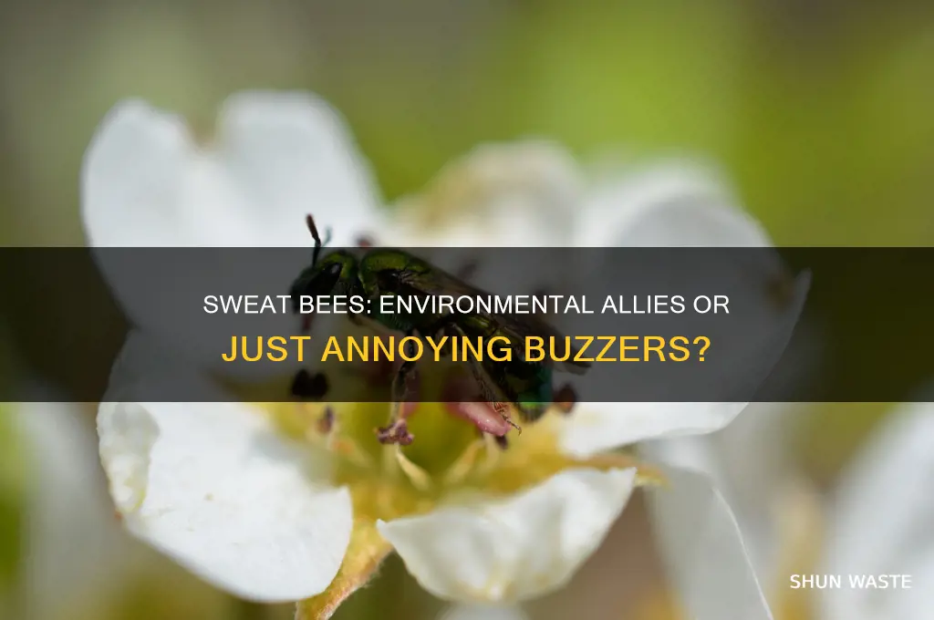 are sweat bees good for the environment