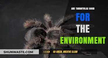 Tarantulas' Ecological Role: Unveiling Their Environmental Impact and Benefits
