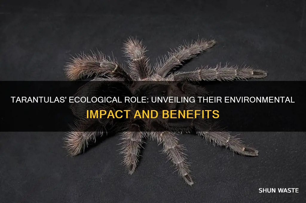 are tarantulas good for the environment