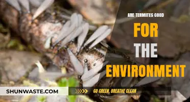 Termites: Unsung Eco-Heroes or Destructive Pests? Exploring Their Environmental Impact