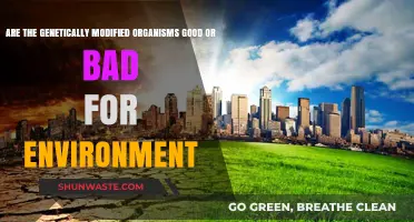 GMO Impact: Environmental Benefits or Ecological Risks?