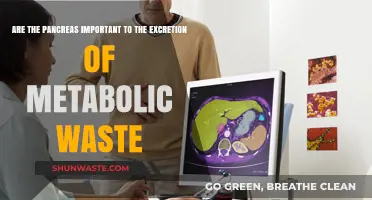 The Pancreas' Role in Excreting Metabolic Waste: Essential or Overlooked?