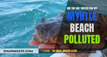 Mysteries Beneath the Waves: Myrtle Beach's Saltwater Fish and Pollution