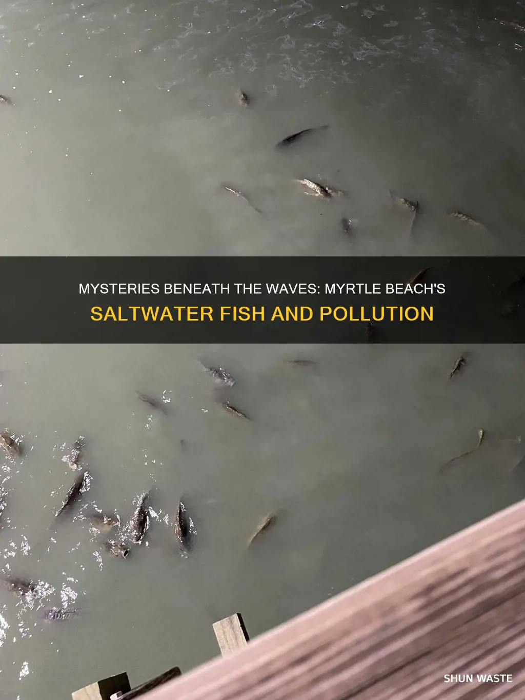 are the salt water fish off myrtle beach polluted