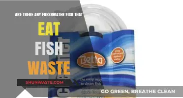 Freshwater Fish That Clean Tanks: Do They Eat Fish Waste?