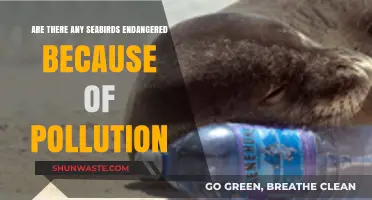 Seabird Species: Pollution's Impact and Threats