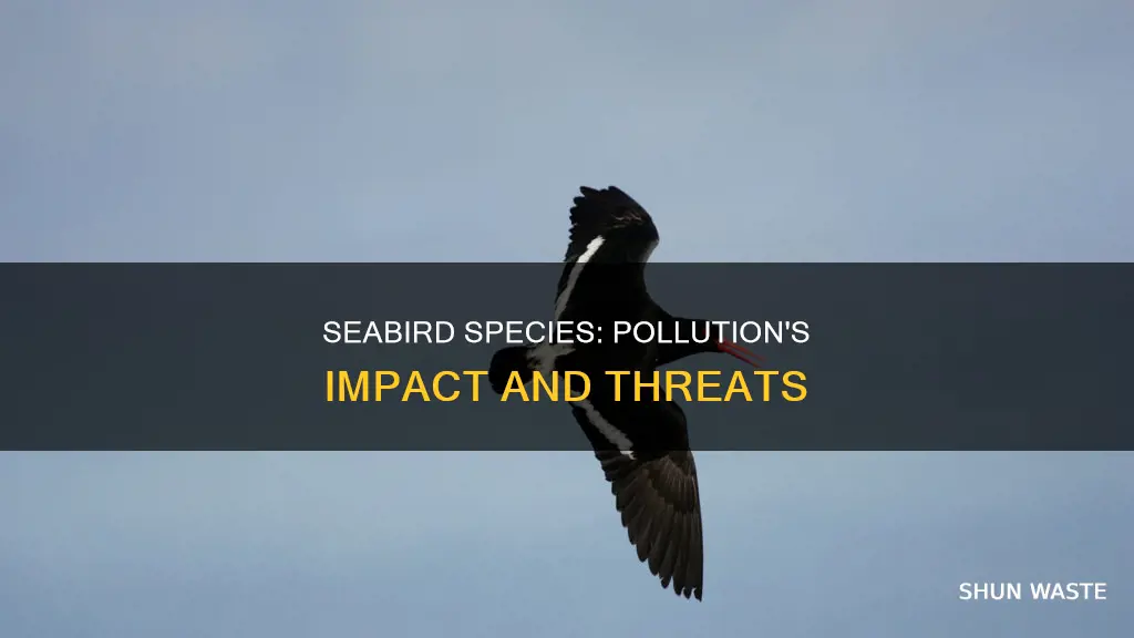 are there any seabirds endangered because of pollution