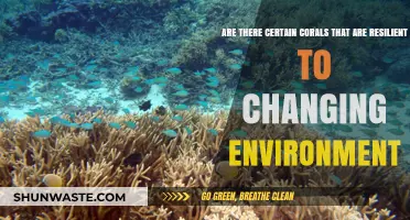 Resilient Corals: Surviving and Thriving in a Changing Environment