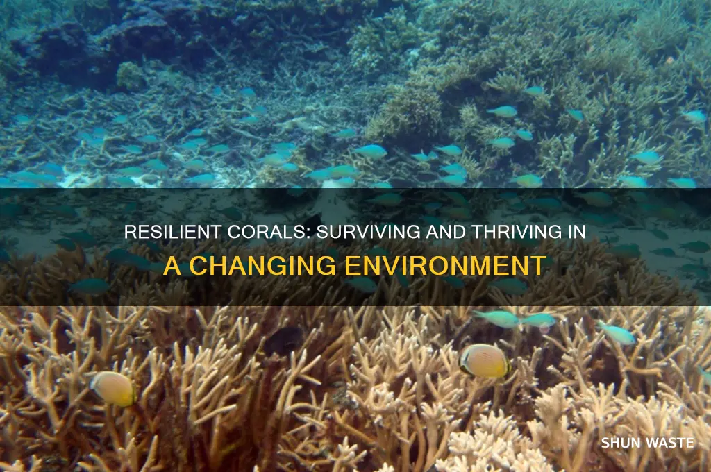 are there certain corals that are resilient to changing environment