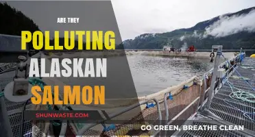 Alaskan Salmon: Toxic Pollution Threat