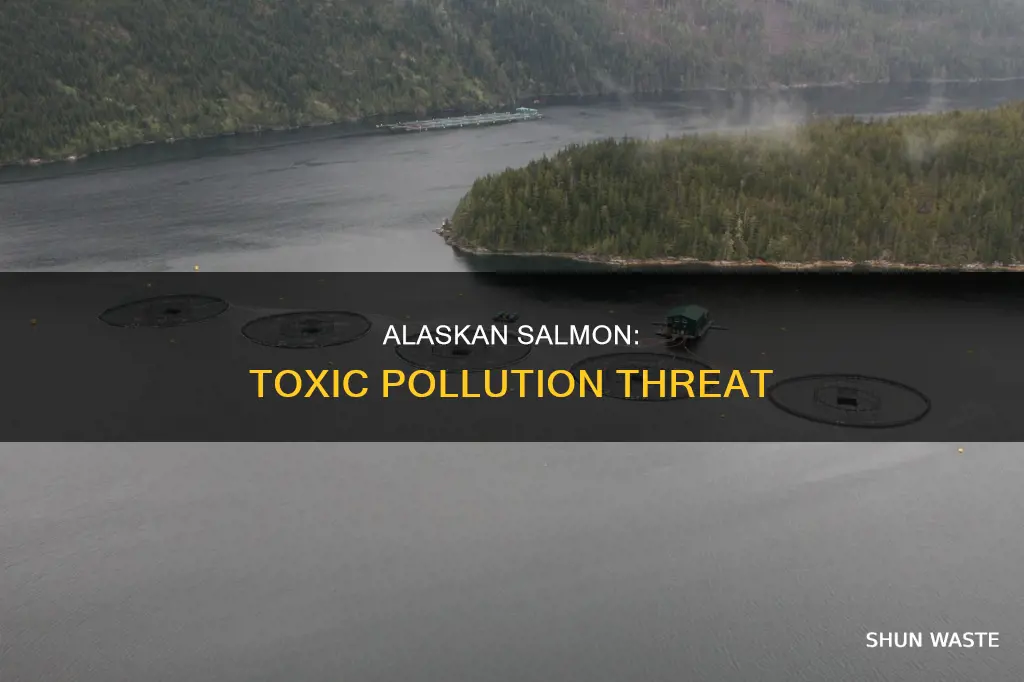 are they polluting alaskan salmon