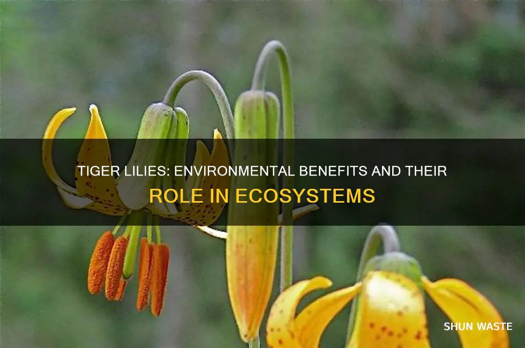 are tiger lilies good for environment