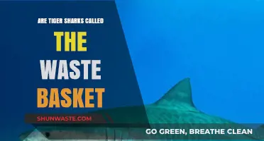 Tiger Sharks: The Ocean's Waste Baskets or Misunderstood Predators?