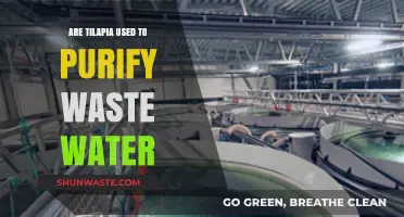 Tilapia's Role in Wastewater Purification: Sustainable Solution or Myth?